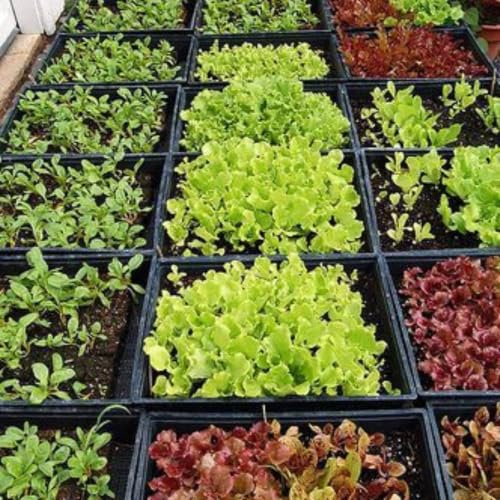 30 Types Gardening Seeds Kit for Home, Balcony and Terrace Garden