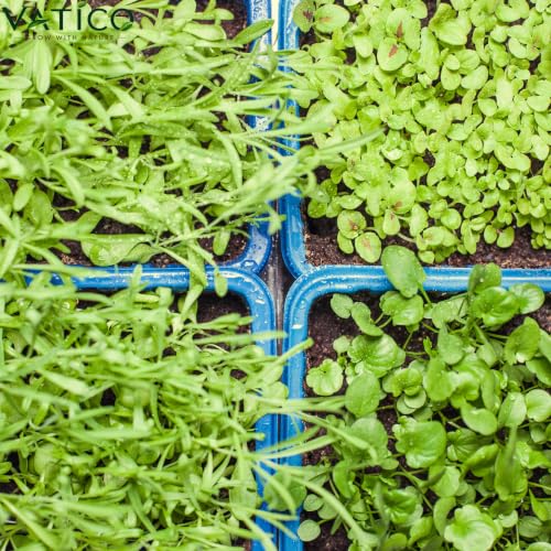 3500+ Seeds Collection | 30 Varieties for Kitchen & Home Garden
