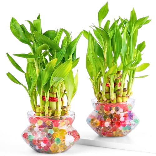 Nurturing Green® Combo of 2 Lucky Bamboo Plants in Glass Pot (4 Inch) | 2-Layer Bamboo | Indoor Table Top Plant for Living Room, Office Desk, and Home Décor