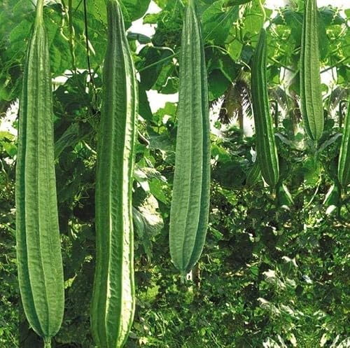 VATICO Ridge Gourd (Turai) Seeds, 100 Seeds Combo Pack